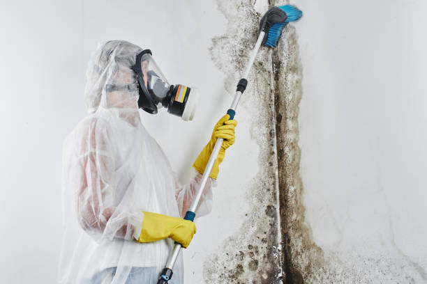 Mold Odor Removal Services in Mount Dora, FL