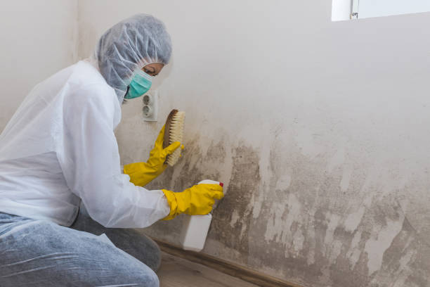 Biohazard Mold Removal in Mount Dora, FL