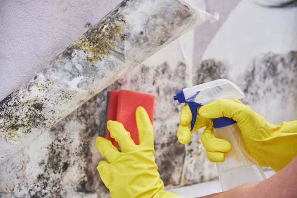 Why You Should Choose Our Mold Remediation Services in Mount Dora, FL